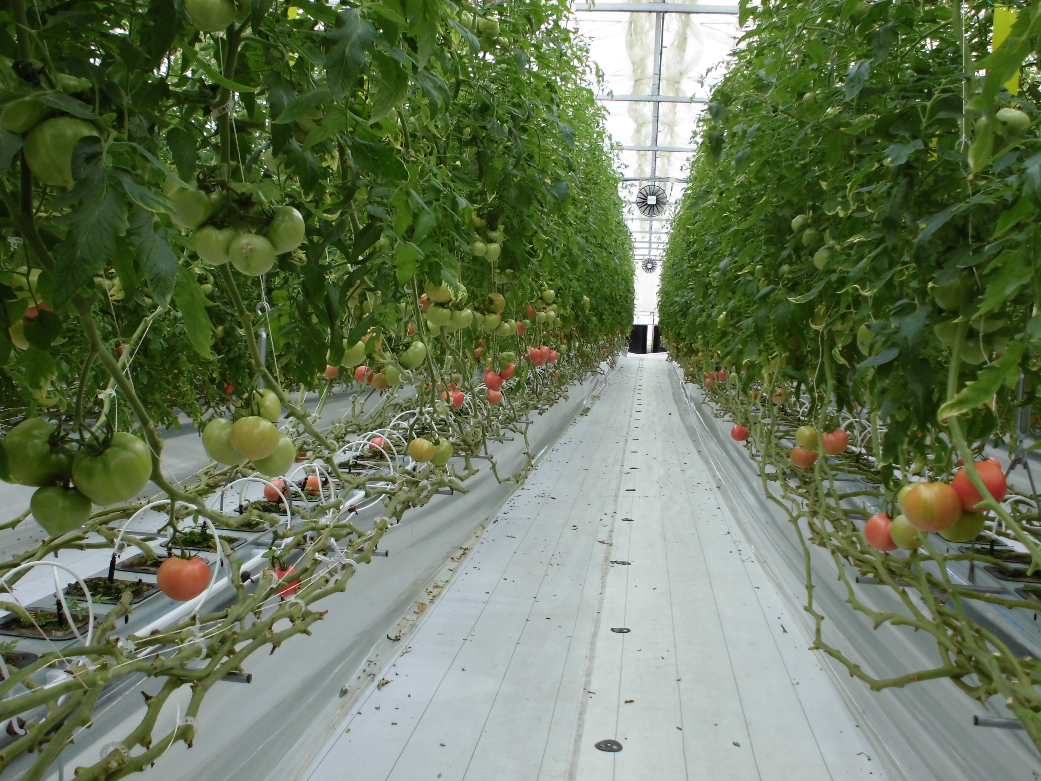 トマト独立ポット耕栽培システム