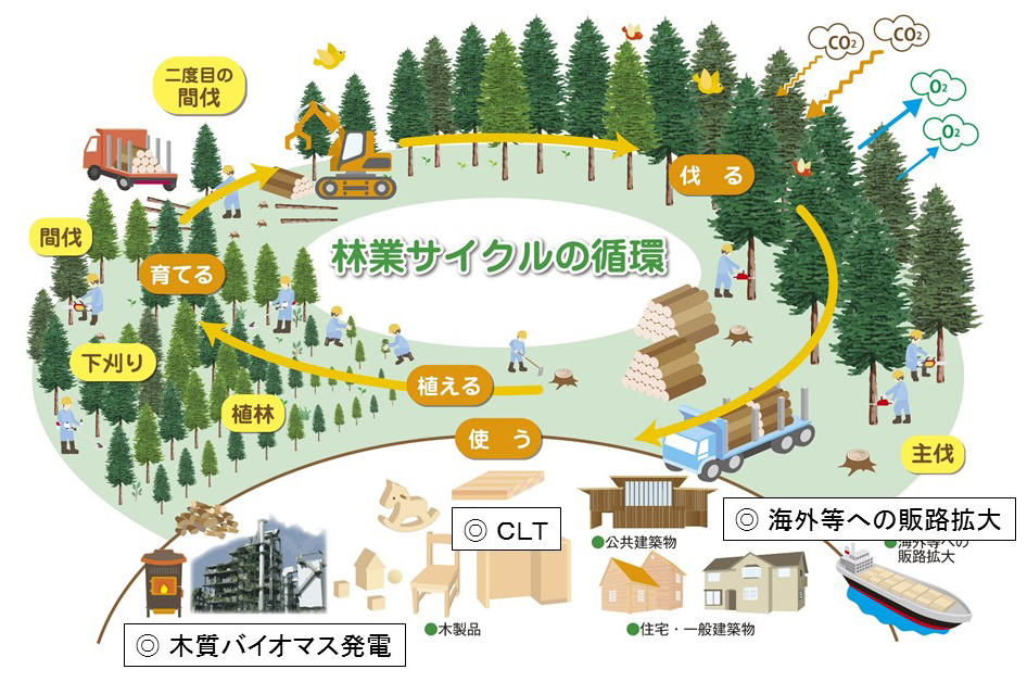 図１「林業サイクルの循環」