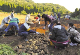地域住民や地域外ボランティアによるサツマイモの収穫。オリジナルの焼酎づくり等で自主財源を確保。