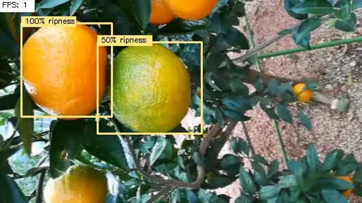 画像解析による果実の熟度判別
