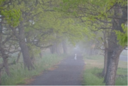 「霧の朝」 緑のトラスト保全第１０号地 浮野の里 (加須市)
