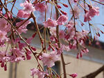府の花「しだれ桜」イメージ