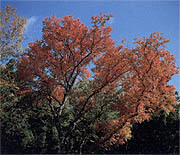 県の木「ハナノキ」イメージ