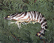 県の魚「クルマエビ」イメージ