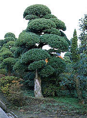 県の木「マキ」イメージ