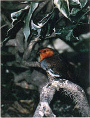 県の鳥「こまどり」イメージ