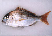 県の魚「マダイ」イメージ