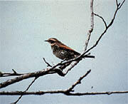 県の鳥「ツグミ」イメージ
