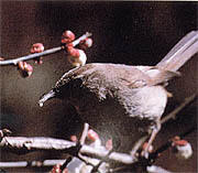 県の鳥「うぐいす」イメージ