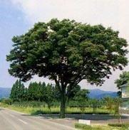 県の木「ケヤキ」イメージ