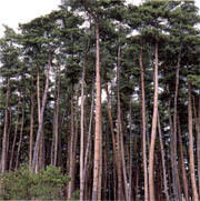 県の木「ナンブアカマツ」イメージ