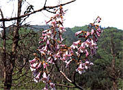 県の花「キリ」イメージ