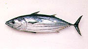 県の魚「カツオ」イメージ