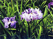 県の花「ハナショウブ」イメージ