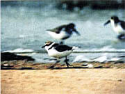 県の鳥「シロチドリ」イメージ
