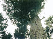 三重県の木「神宮スギ」イメージ