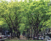 県の木「ケヤキ」イメージ