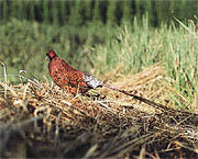 県の鳥「コシジロヤマドリ」イメージ