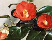 県の花木「ツバキ」イメージ