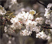県の花「奈良八重桜」イメージ