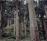 県の木「すぎ」イメージ