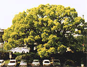 県の木「クス」イメージ