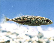 県の魚「ムサシトミヨ」イメージ