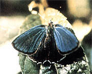 県の蝶「ミドリシジミ」イメージ