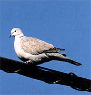 県民の鳥「シラコバト」イメージ