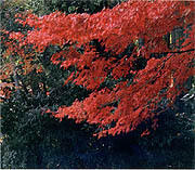 県の木「紅葉」イメージ