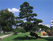 県の木「クロマツ」イメージ