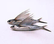 県の魚「トビウオ」イメージ