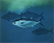県の魚「マグロ」イメージ