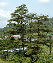 県の木「アカマツ」イメージ