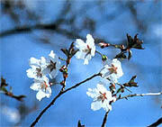 県の花「ふじさくら」イメージ