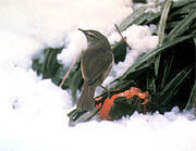 県の鳥「うぐいす」イメージ