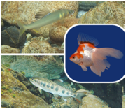 nara-fish.pngのサムネイル画像