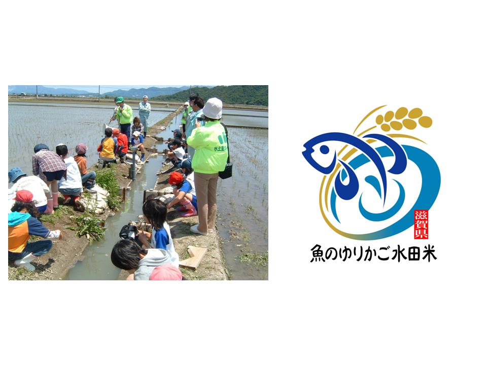 小学校による環境学習　魚のゆりかご水田米ロゴマーク