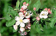 県の花「りんごの花」イメージ