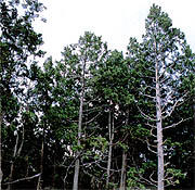 県の木「ヒバ」イメージ