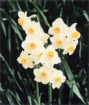 県の花「スイセン」イメージ