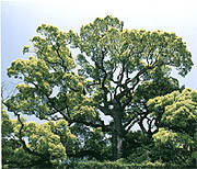 県樹「クスノキ」イメージ
