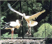 県の鳥「コウノトリ」イメージ
