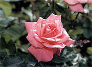 県の花「バラ」イメージ