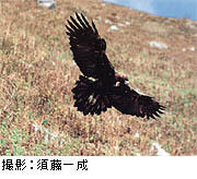 県の鳥「イヌワシ」イメージ