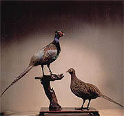 県の鳥「キジ」イメージ