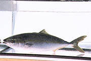 県魚「ハマチ」イメージ