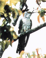 県民鳥「ホトトギス」イメージ
