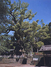 県の木「クスノキ」イメージ