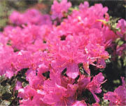 県の花「ミヤマキリシマ」イメージ